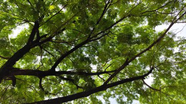 Düşük açılı bir perspektiften çekilen yemyeşil ağaç yaprakların arasından süzülen parlak güneş ışığını ve doğal bir gölgelik oluşturur..