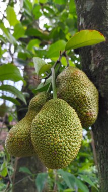 Ağaçta yetişen olgunlaşmamış cempedak meyveleri, Güneydoğu Asya 'da tropikal meyve yetiştiriciliğini gözler önüne seriyor..