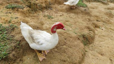 Yerdeki beyaz Moskovalı ördeği yakından çek.