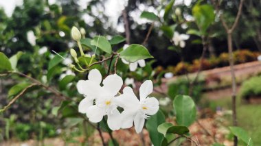 Beyaz wrightia antidysenterica çiçekleri ağaç dalında çiçek açıyor, ayrıca kar tanesi çiçeği olarak da bilinir.