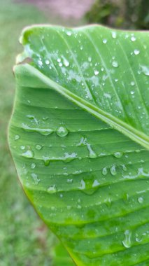 Yeşil muz yaprağında dinlenen taze yağmur damlacıkları tazeliği, doğayı ve tropikal yağmur ormanlarını sembolize ediyor..