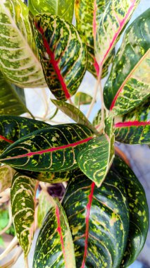 Kırmızı Damarlar ve Yeşil Yapraklar ile canlı Aglaonema Bitkisini kapatın, yaygın olarak tropik bahçede yetişen Çin Evergreen olarak bilinir.
