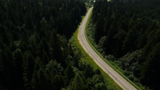 Aerial the road in the pine fores — Stock Video