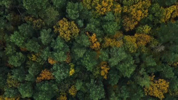 秋天大森林的空中俯瞰，树上有黄绿色的叶子 — 图库视频影像