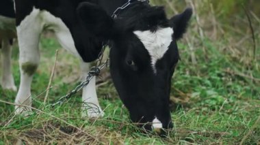 Siyah ve beyaz inek çiftlikteki bir tarlada otlar ve yeşil otları yer.