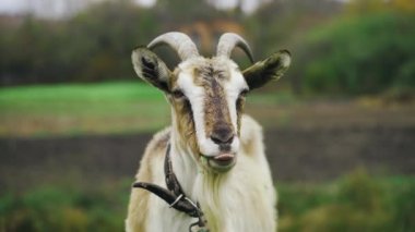 Çiftlik bahçesinde yeşil ot yiyen beyaz boynuzlu keçi