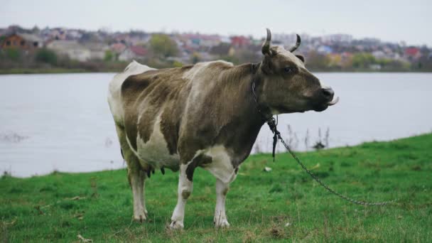 En stor behornad röd ko tuggar grönt gräs på en åker på en gård vid floden — Stockvideo