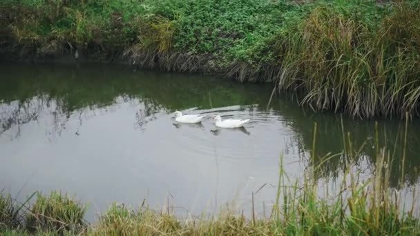 White young ducks swim and bathe along the river stream — Vídeo de stock