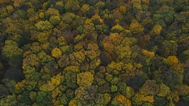 Aerea sorvolando una grande foresta autunnale con foglie gialle e verdi sugli alberi — Video Stock