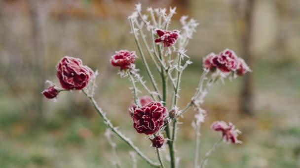 Belles roses rouges congelées dans le jardin par une froide journée d'hiver — Video