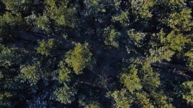 Güneşli bir günde, karlı yeşil ağaçlarla donmuş bir ormanın üzerinde uçmak.