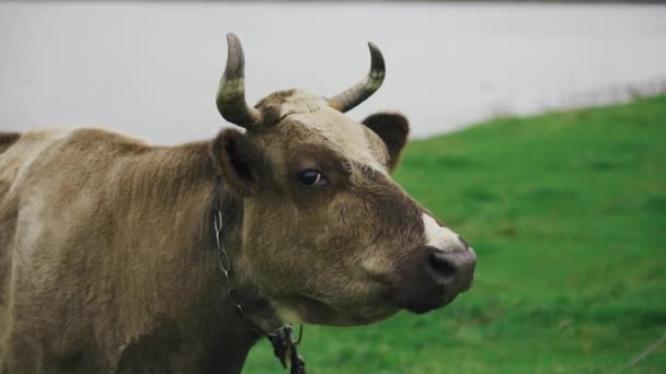 Vaca de cuernos grandes pastan en un campo en una granja junto al río — Vídeos de Stock