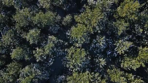 Volando sobre un bosque congelado con árboles verdes nevados en invierno en un día soleado — Vídeo de stock