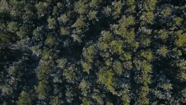 Πετώντας πάνω από ένα παγωμένο δάσος με χιονισμένα πράσινα δέντρα το χειμώνα σε ηλιόλουστη μέρα — Αρχείο Βίντεο