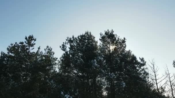 Sunlights make their way through tree branches in winter forest — Stock Video