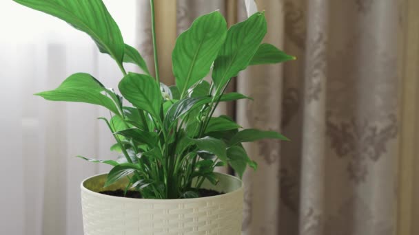 La ama regando las plantas verdes con la regadera en la habitación brillante — Vídeo de stock