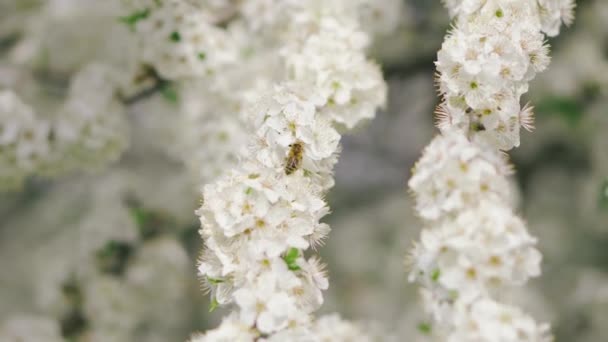 Uma abelha coleta pólen em uma flor branca de uma árvore florescente em um dia ensolarado — Vídeo de Stock