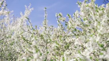 Güneşli bir günde çiçek açan bir ağacın rüzgarında dallar.