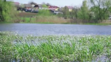 Rüzgarlı bir günde, arka planda evler olan nehir kenarındaki yeşil çimenler.