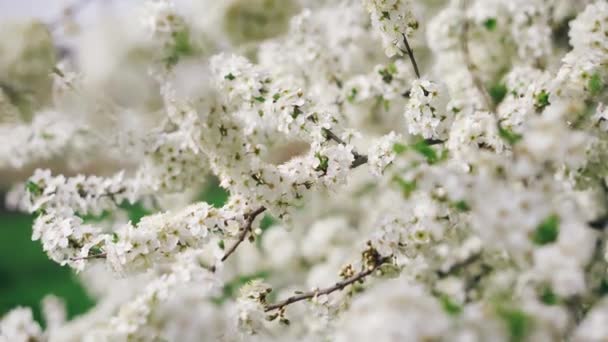 Mooie lente kleur natuur scene met bloeiende bomen en zon vlam — Stockvideo