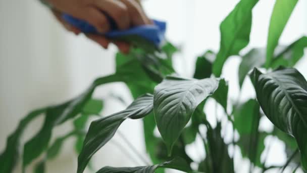 La ama limpia las plantas hermosas verdes con el trapo en la habitación brillante — Vídeo de stock