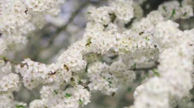 Arılar güneşli bir günde çiçek açan bir ağacın beyaz çiçeğinde polen toplarlar.