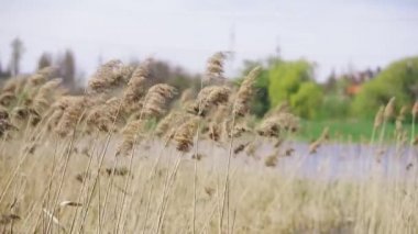 Rüzgarlı bir günde, arka planda evler ve yollar olan nehir kenarındaki genç sazlıklar.