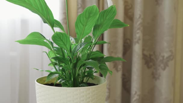 Ama de casa riego hermosas plantas verdes con una regadera en una habitación luminosa — Vídeo de stock