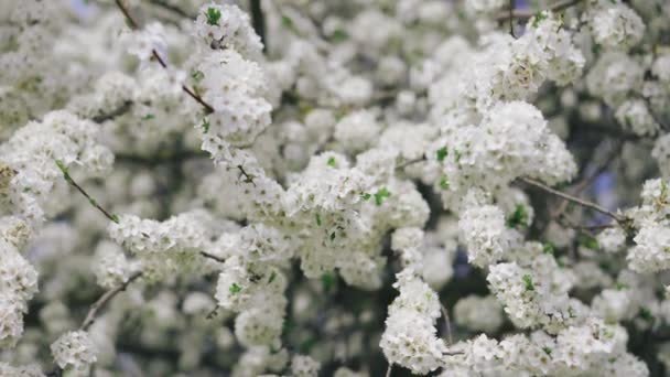 Çiçek açan ağaçlar ve beyaz çiçeklerin parladığı güzel bahar renklerinde bir doğa. — Stok video