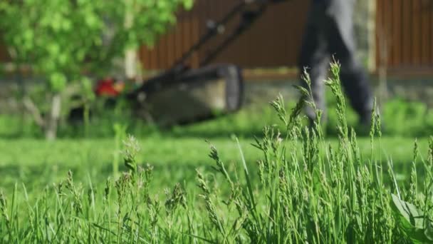 Grama verde no jardim e homem com cortador de grama se aproximando no fundo — Vídeo de Stock