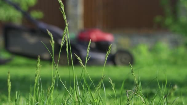 Césped verde en el jardín y el hombre con cortacésped acercándose en el fondo — Vídeos de Stock