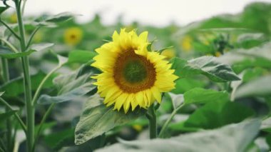 Güneşli bir günde arka planda genç sarı ayçiçeği