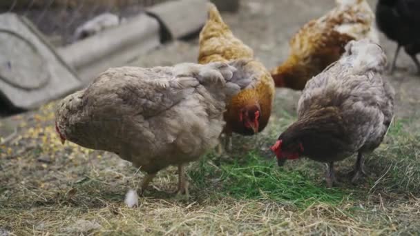 Bílá Červená Kuřata Jedí Obilí Zelenou Trávu Ulici Farmy — Stock video