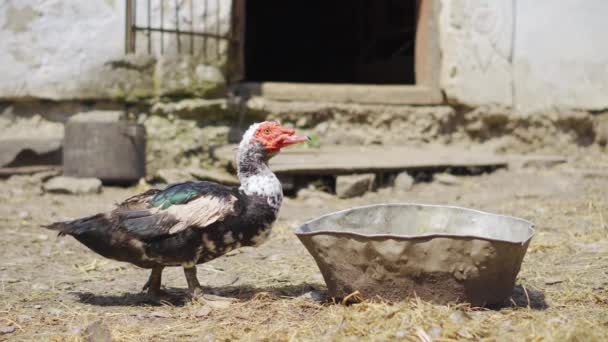 Nyáron Egy Nagy Kacsa Vizet Iszik Egy Vályúból Faluban — Stock videók