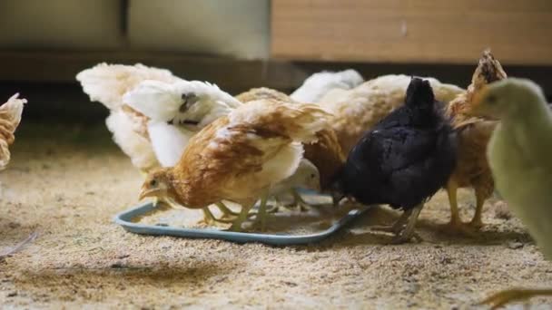 Mladá Kuřata Jedí Obilí Farmě Kuře Podívá Kamery — Stock video