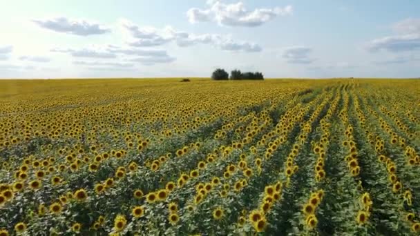 Survoler un champ planté dans une rangée de jeunes tournesols dorés le jour d'été — Video