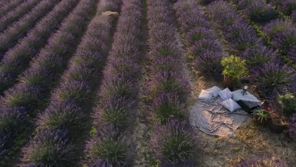 गर्मियों में एक पंक्ति में लगाए गए बैंगनी लैवेंडर फूल के क्षेत्र पर सजावटी बेंच — स्टॉक वीडियो