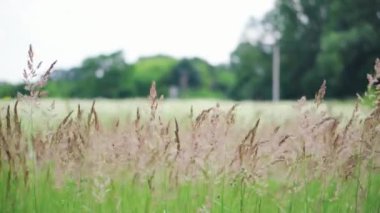 Yeşil yabani otlar rüzgarda sallanıyor. Güneşli bir günde bulutlu doğa manzarası.