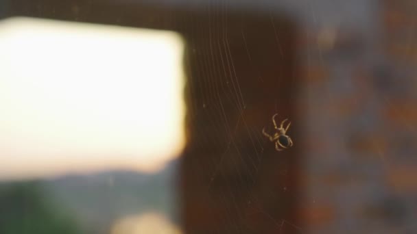 Aranha tece uma teia em um copo de janela no pôr do sol — Vídeo de Stock