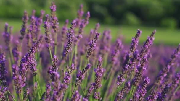 Belos cachos floridos de flores roxas de lavanda balançando ao vento — Vídeo de Stock