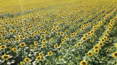 Güneşli bir günde, yaz mevsiminde, genç altın ayçiçeği tarlasının üzerinde uçuyor.