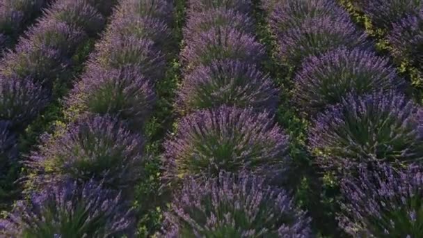 Voler près d'un beau champ de fleurs de lavande pourpre plantées en rangée — Video