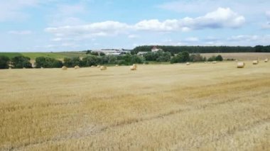 Tarlada altın saman yığınları. Yazın buğday topluyorum.