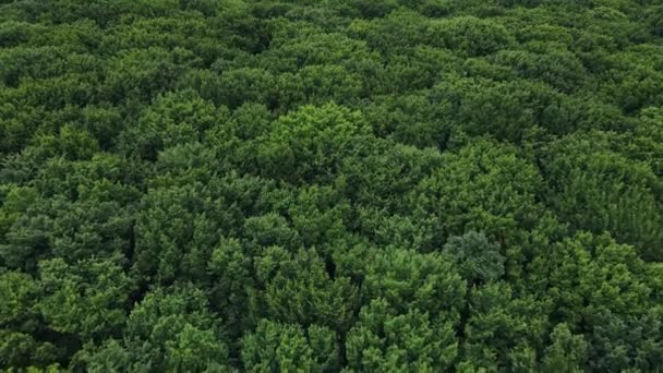 Langzame vlucht over een grote bosweide met groene bomen. Park zone van wilde bomen — Stockvideo