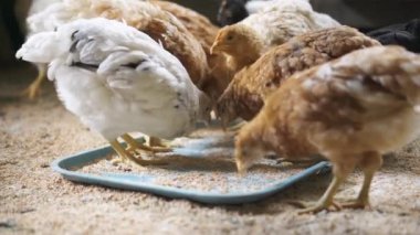 Genç tavuklar çiftlikte otlar ve organik tahıl yerler.
