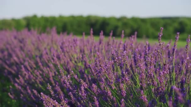 Mooie rijen van paarse lavendelbloem op een veld op een zonnige dag in de zomer — Stockvideo