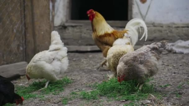 Les poulets blancs et rouges mangent du grain et de l'herbe verte dans la rue de la ferme — Video