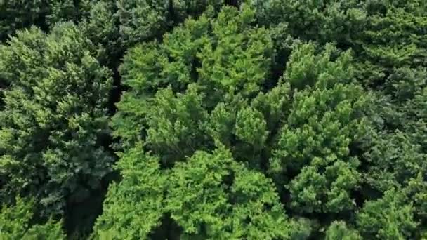 O vento agita as árvores verdes na floresta selvagem — Vídeo de Stock