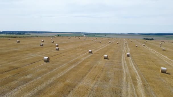 Rollos de pajar de oro en el campo de cultivo. Cosechar trigo en verano — Vídeo de stock