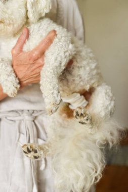 Woman holding her purebred Bichon Frise with a post-sterilization bandage. Represents loving pet care, health management, and a dogs recovery journey. Vertical photo. 